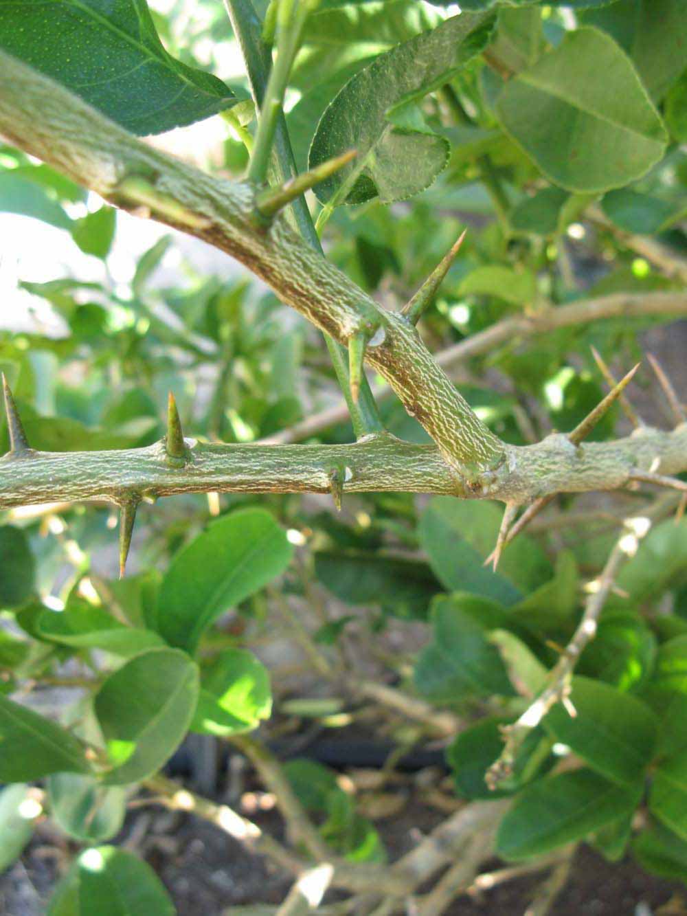   Second - third year twig (Winter Haven, FL)       